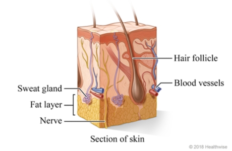 Anatomy of the skin | Cigna