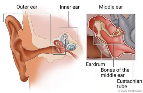 Location of outer, middle, and inner ear, with detail of middle ear behind eardrum showing bones of middle ear and one end of eustachian tube.