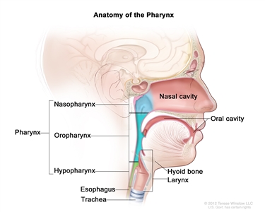 Anatomy of the pharynx; drawing shows the nasopharynx, oropharynx, and hypopharynx. Also shown are the nasal cavity, oral cavity, hyoid bone, larynx, esophagus, and trachea.