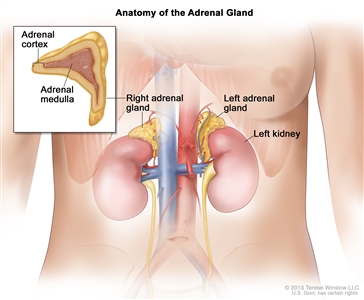 Anatomy of the adrenal gland; drawing of the abdomen showing the left and right adrenal glands, the left and right kidneys, and major blood vessels. Also shown is an inset of an adrenal gland showing the adrenal cortex and the adrenal medulla.