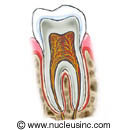 Corte transversal de un diente