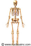El esqueleto