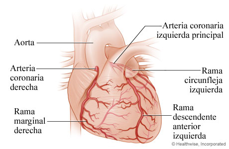 De nada nadie Salida hacia El corazón y las arterias coronarias | Cigna