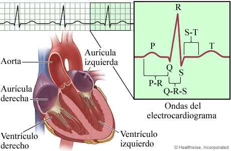 dentro guión Por Componentes e intervalos en un electrocardiograma (ECG) | Cigna