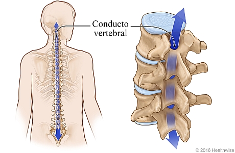 Ubicación de la columna vertebral y el conducto vertebral, con detalle de las vértebras