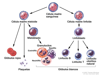Evolución de una célula sanguínea. En la imagen se observa el proceso por el que una célula madre sanguínea pasa a convertirse en un glóbulo rojo, una plaqueta o un glóbulo blanco. Una célula madre mieloide se convierte en un glóbulo rojo, una plaqueta o un mieloblasto; el mieloblasto luego se convierte en un tipo de granulocito (eosinófilo, basófilo o neutrófilo). Una célula madre linfoide se convierte en un linfoblasto que luego se convierte en un linfocito B, linfocito T o linfocito citolítico natural.