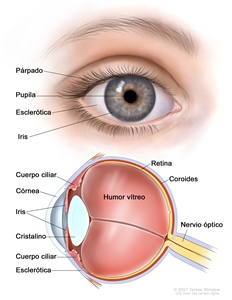 Anatomía del ojo. En la imagen de dos paneles se observa la parte exterior e interior del ojo. En el panel de arriba se muestra el exterior del ojo que incluye el párpado, la pupila, la esclerótica y el iris; en el panel de abajo se muestra el interior del ojo que incluye la córnea, el cristalino, el cuerpo ciliar, la retina, la coroides, el nervio óptico y el humor vítreo.