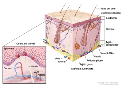 Anatomía de la piel con células de Merkel; el dibujo muestra la anatomía de la piel normal, como la epidermis, la dermis, los folículos pilosos, las glándulas sudoríparas, los tallos del pelo, las venas, las arterias, el tejido graso, los nervios, los vasos linfáticos, las glándulas sebáceas y el tejido subcutáneo. La ampliación muestra la epidermis con las células de Merkel sobre la dermis con una vena y arteria. Los nervios se conectan con las células de Merkel.