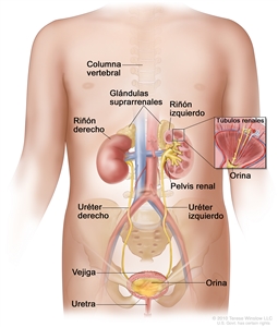 Anatomía del aparato urinario. En la imagen se muestra una vista anterior de los riñones derecho e izquierdo, los uréteres, la uretra y la vejiga llena de orina. En el interior del riñón izquierdo se observa la pelvis renal. En un recuadro se observan los túbulos renales y la orina. También se muestra la columna vertebral, las glándulas suprarrenales y el útero.
