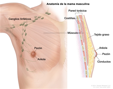 Anatomía de la mama masculina. En la imagen se observan los ganglios linfáticos, el pezón, la aréola, la pared torácica, las costillas, el músculo, el tejido graso y los conductos.
