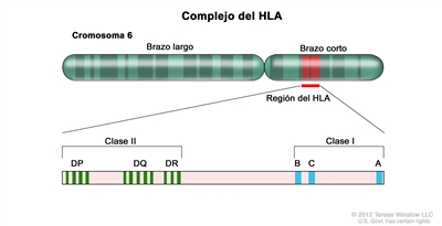 Complejo de los antígenos leucocitarios humanos (HLA); el dibujo muestra los brazos largo y corto del cromosoma 6 y una ampliación de la región del HLA, que incluye los alelos A, B y C de la clase I, y los alelos DP, DQ y DR de la clase II.