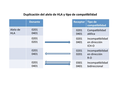En el gráfico se muestra la duplicación del alelo de HLA y el tipo de compatibilidad entre el donante y el receptor: una compatibilidad alélica (0201 y 0401 tanto para el donante como para el receptor); una incompatibilidad (0201 tanto para el donante como para el receptor y 0201 para el donante, 0401 para el receptor) que se muestra con una flecha que apunta en la dirección que favorece la EICH (ICH-O); una incompatibilidad (0201 tanto para el donante como para el receptor y 0401 para el donante, 0201 para el receptor) que se muestra con una flecha que apunta en la dirección que favorece el rechazo (R-O) y una incompatibilidad bidireccional (0201 para el donante, 0301 para el receptor y 0401 tanto para el donante como para el receptor) que se muestra con flechas que apuntan en dos direcciones, una en la dirección que favorece el rechazo (R-O) y otra en la dirección que favorece la EICH (ICH-O).