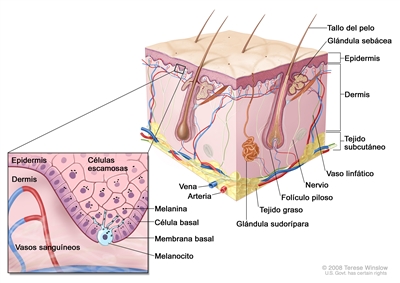 Representación esquemática de la piel normal. En la imagen se observan las características anatómicas de la piel normal: la epidermis, la dermis, los folículos pilosos, las glándulas sudoríparas, los tallos del pelo, las venas, las arterias, el tejido graso, los nervios, los vasos linfáticos, las glándulas sebáceas y el tejido subcutáneo. En la ampliación, se muestran las capas de células escamosas y basales de la epidermis, la membrana basal entre la epidermis y la dermis, y los vasos sanguíneos de la dermis. También se muestran la melanina en las células y un melanocito en la capa de células basales, que es la parte más profunda de la epidermis.