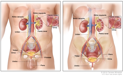 Anatomía del aparato urinario masculino (panel de la izquierda) y del aparato urinario femenino (panel de la derecha). En la imagen se muestran dos paneles en los que se observan los riñones derecho e izquierdo, los uréteres, la vejiga con orina y la uretra. En el interior del riñón izquierdo se observa la pelvis renal. En los recuadros se muestran los túbulos renales y la orina. También se muestra la próstata y el pene (panel de la izquierda), y el útero (panel de la derecha).