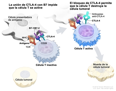 Inhibidor de puntos de control inmunitario. En el panel izquierdo, se observa la unión del receptor de la célula T (TCR) con el antígeno y las proteínas del complejo principal de histocompatibilidad (MHC) en la célula presentadora de antígeno, y la unión de CD28 en la célula T con B7-1/B7-2 en la célula presentadora de antígeno. También se muestra la unión de B7-1/B7-2 con CTLA-4 en la célula T, que mantiene inactivas a las células T. En el panel derecho, se observa un inhibidor de puntos de control (anticuerpo anti-CTLA) que impide la unión de B7-1/B7-2 con CTLA-4, lo que permite que las células T se activen y destruyan las células tumorales.