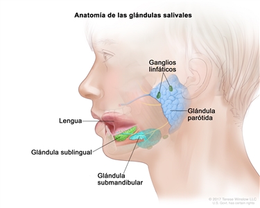 Anatomía de las glándulas salivales; el dibujo muestra una sección transversal de la cabeza y los tres pares principales de glándulas salivales. Las glándulas parótidas están delante y justo debajo de la oreja; las glándulas sublinguales están debajo de la lengua, en el piso de la boca; y las glándulas submandibulares están debajo y de cada lado de la mandíbula. También se muestran la lengua y los ganglios linfáticos.