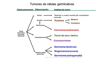 En el diagrama se observa el desarrollo de las células germinativas extracraneales a partir de las células germinativas primordiales.