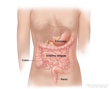 Imagen del tubo gastrointestinal que muestra el estómago, el intestino delgado, el colon y el recto.