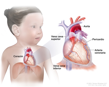 Anatomía del corazón. En la ampliación se observa la aorta, la vena cava superior, el pericardio, una arteria coronaria y la vena cava inferior.