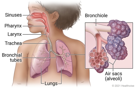 Child's respiratory system showing sinuses, pharynx, larynx, trachea, bronchial tubes, and lungs, with detail of bronchiole and air sacs (alveoli).