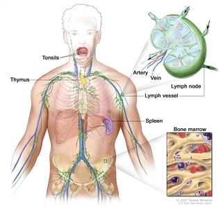 Lymph system; drawing shows the lymph vessels and lymph organs including the lymph nodes, tonsils, thymus, spleen, and bone marrow. One inset shows the inside structure of a lymph node and the attached lymph vessels with arrows showing how the lymph (clear fluid) moves into and out of the lymph node. Another inset shows a close up of bone marrow with blood cells.