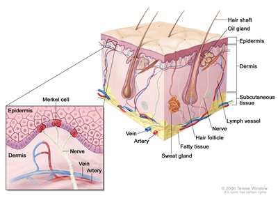 Anatomy of the skin with Merkel cells; drawing shows normal skin anatomy, including the epidermis, dermis, hair follicles, sweat glands, hair shafts, veins, arteries, fatty tissue, nerves, lymph vessels, oil glands, and subcutaneous tissue. The pullout shows a close-up of the epidermis with Merkel cells above the dermis with a vein and artery. Nerves are connected to Merkel cells.
