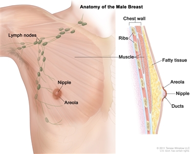 Anatomy of the male breast; drawing shows the lymph nodes, nipple, areola, chest wall, ribs, muscle, fatty tissue, and ducts.