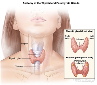 Anatomy of the thyroid and parathyroid glands; drawing shows the thyroid gland at the base of the throat near the trachea. An inset shows the front and back views. The front view shows that the thyroid is shaped like a butterfly, with the right lobe and left lobe connected by a thin piece of tissue called the isthmus. The back view shows the four pea-sized parathyroid glands. The larynx is also shown.