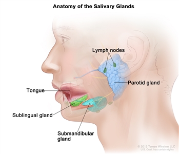 Anatomy of the salivary glands; drawing shows a cross section of the head and the three main pairs of salivary glands. The parotid glands are in front of and just below each ear; the sublingual glands are under the tongue in the floor of the mouth; the submandibular glands are below each side of the jawbone. The tongue and lymph nodes are also shown.