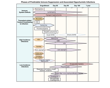 Chart showing phases of predictable immune suppression and associated opportunistic infections among allogeneic hematopoietic stem cell transplantation recipients.
