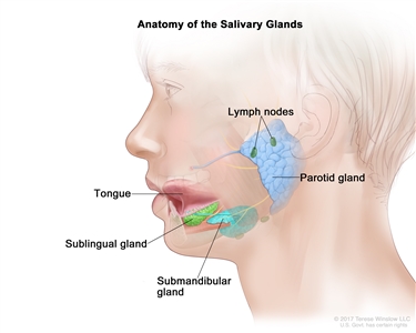 Anatomy of the salivary glands; drawing shows a cross section of the head and the three main pairs of salivary glands. The parotid glands are in front of and just below each ear; the sublingual glands are under the tongue in the floor of the mouth; and the submandibular glands are below each side of the jawbone. The tongue and lymph nodes are also shown.