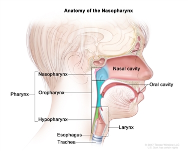 Anatomy of the nasopharynx; drawing shows the three parts of the pharynx (throat): the nasopharynx, oropharynx, and hypopharynx. Also shown are the nasal cavity, oral cavity, larynx, esophagus, and trachea.