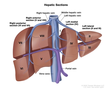 Drawing showing 4 sections of the liver: the right posterior section, the right anterior section, the left medial section, and the left lateral section. Also shown are 8 segments (I-VIII), each corresponding to a specific section of the liver. The boundaries of each section are separated by the right hepatic vein, middle hepatic vein, and left hepatic vein. The vena cava and portal vein are also shown.