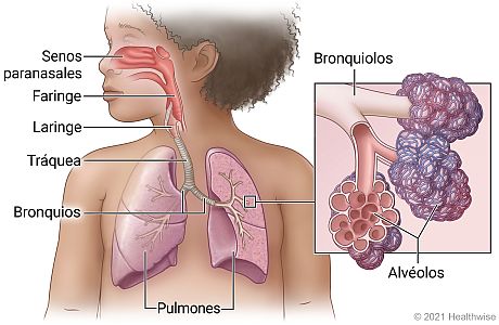 Aparato respiratorio de un niño que muestra los senos paranasales, la faringe, la laringe, la tráquea, los bronquios y los pulmones, con detalle de los bronquiolos y los alvéolos.