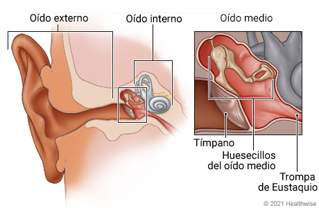 Ubicación del oído externo, medio e interno, con detalle del oído medio detrás del tímpano que muestra los huesecillos del oído medio y un extremo de la trompa de Eustaquio.