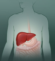 Ubicación del hígado en la parte superior derecha del abdomen