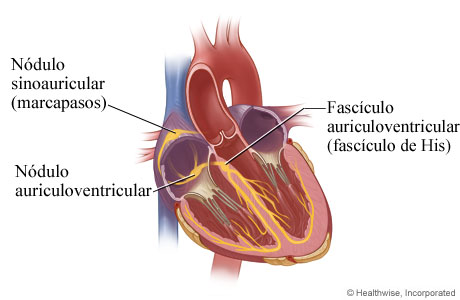 Sistema eléctrico del corazón (vista interior)