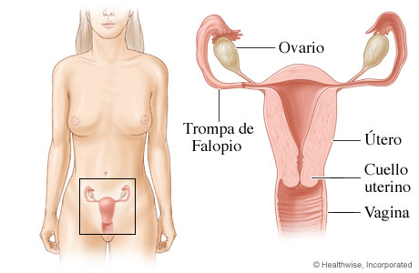 Imagen del aparato reproductor femenino (vista de frente)