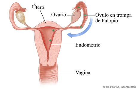 Imagen de la ovulación y cómo el óvulo llega al útero