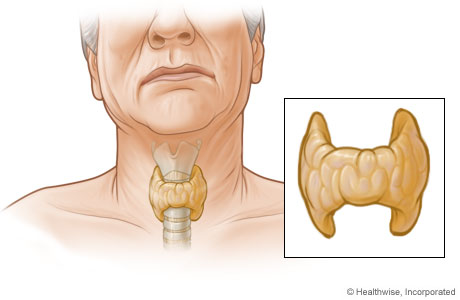 Glándula tiroidea y su ubicación en el cuerpo