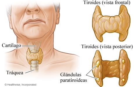 Glándula tiroidea y glándulas paratiroideas