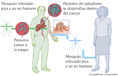 Ciclo de vida de los parásitos del paludismo