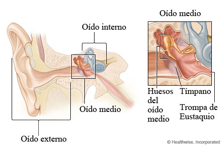Anatomía del oído incluyendo las partes del oído medio