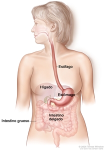 Anatomía del aparato gastrointestinal (digestivo); en la imagen se muestra el esófago, el hígado, el estómago, el intestino delgado y el intestino grueso.