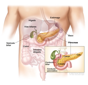 Anatomía del páncreas. En la imagen se observan el páncreas, el estómago, el bazo, el hígado, la vesícula biliar, las vías biliares, el colon y el intestino delgado. En el recuadro se muestran la cabeza, el cuerpo y la cola del páncreas. También se muestran un conducto biliar y el conducto pancreático.