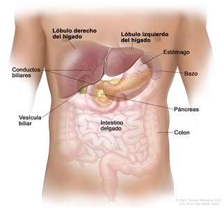 Anatomía del hígado; en la figura se muestran los lóbulos derecho e izquierdo del hígado. También se observan los conductos biliares, la vesícula biliar, el estómago, el bazo, el páncreas, el intestino delgado y el colon.