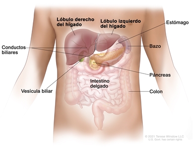 Anatomía del hígado; en la figura se muestran los lóbulos derecho e izquierdo del hígado. También se muestran los conductos biliares, la vesícula biliar, el estómago, el bazo, el páncreas, el intestino delgado y el colon.