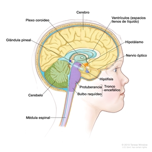 Imagen del interior del encéfalo en la que se observan los ventrículos (espacios llenos de líquido), el plexo coroideo, el hipotálamo, la glándula pineal, la hipófisis, el nervio óptico, el tronco encefálico, el cerebelo, el cerebro, el bulbo raquídeo, la protuberancia y la médula espinal.