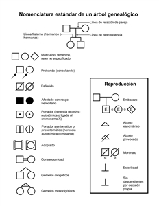 Nomenclatura estándar de un árbol genealógico. En el diagrama se muestran los símbolos comunes utilizados para trazar un árbol genealógico.
