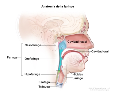 Anatomía de la faringe. En la imagen se observan la nasofaringe, la orofaringe y la hipofaringe. También se muestran la cavidad nasal, la cavidad oral, el hioides, la laringe, el esófago y la tráquea.